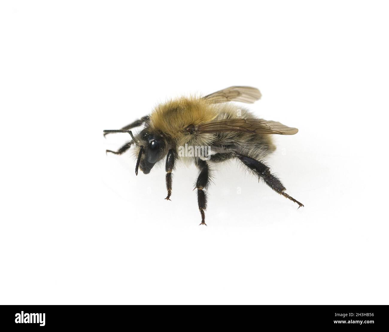 Field Bumblebee, Bombus ruderatus, Stock Photo