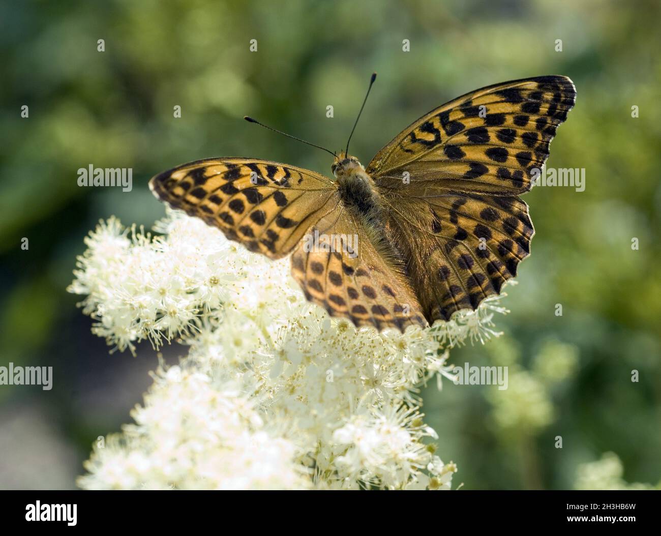 Imperial mantle hi-res stock photography and images - Alamy