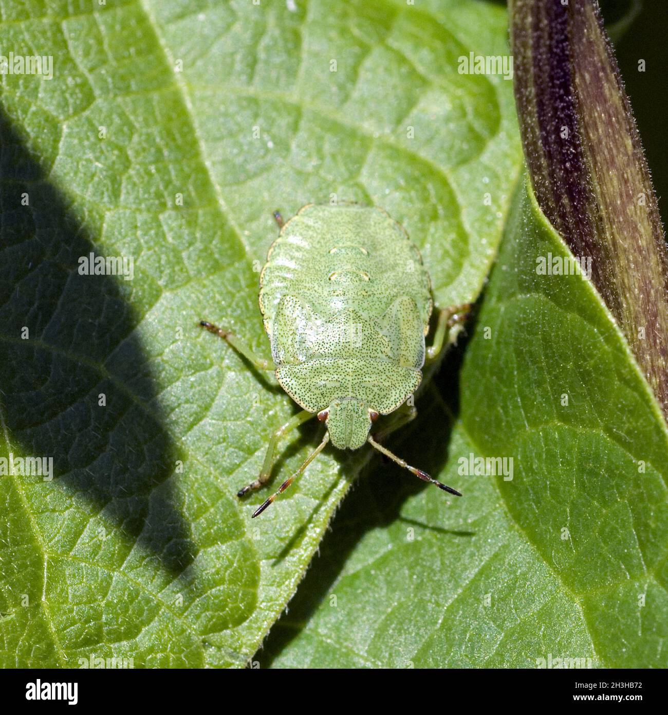 Larval green stink bug, Palomena, Prasina; Stock Photo
