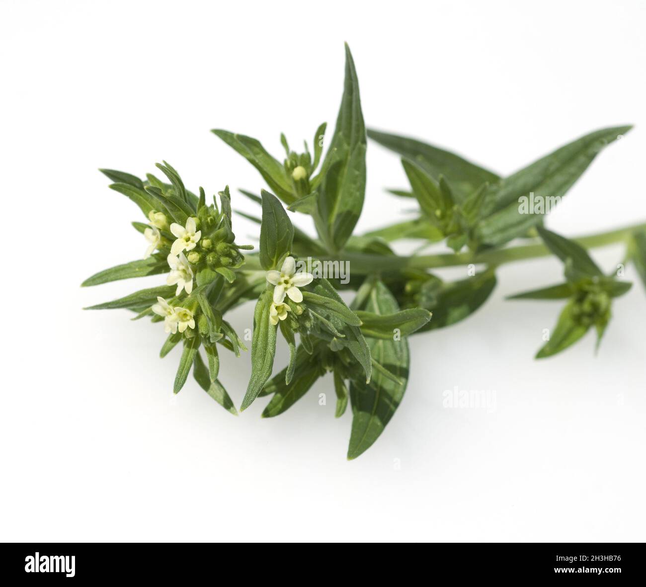 Stone seed, true stone seed, Lithospermum Officinale Stock Photo