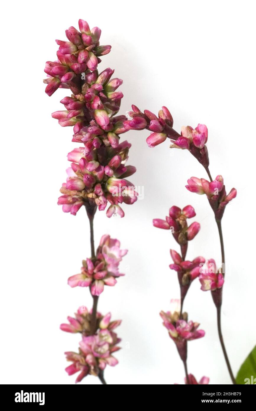 Faerberknoeterich; Polygonum tinctorium Stock Photo