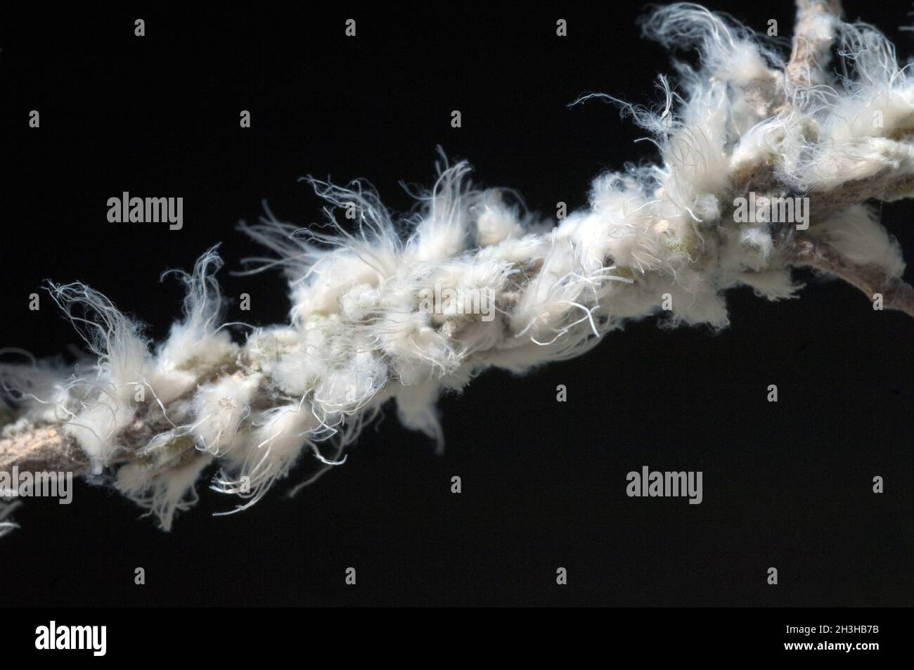 Lice, mealy bugs, Stock Photo