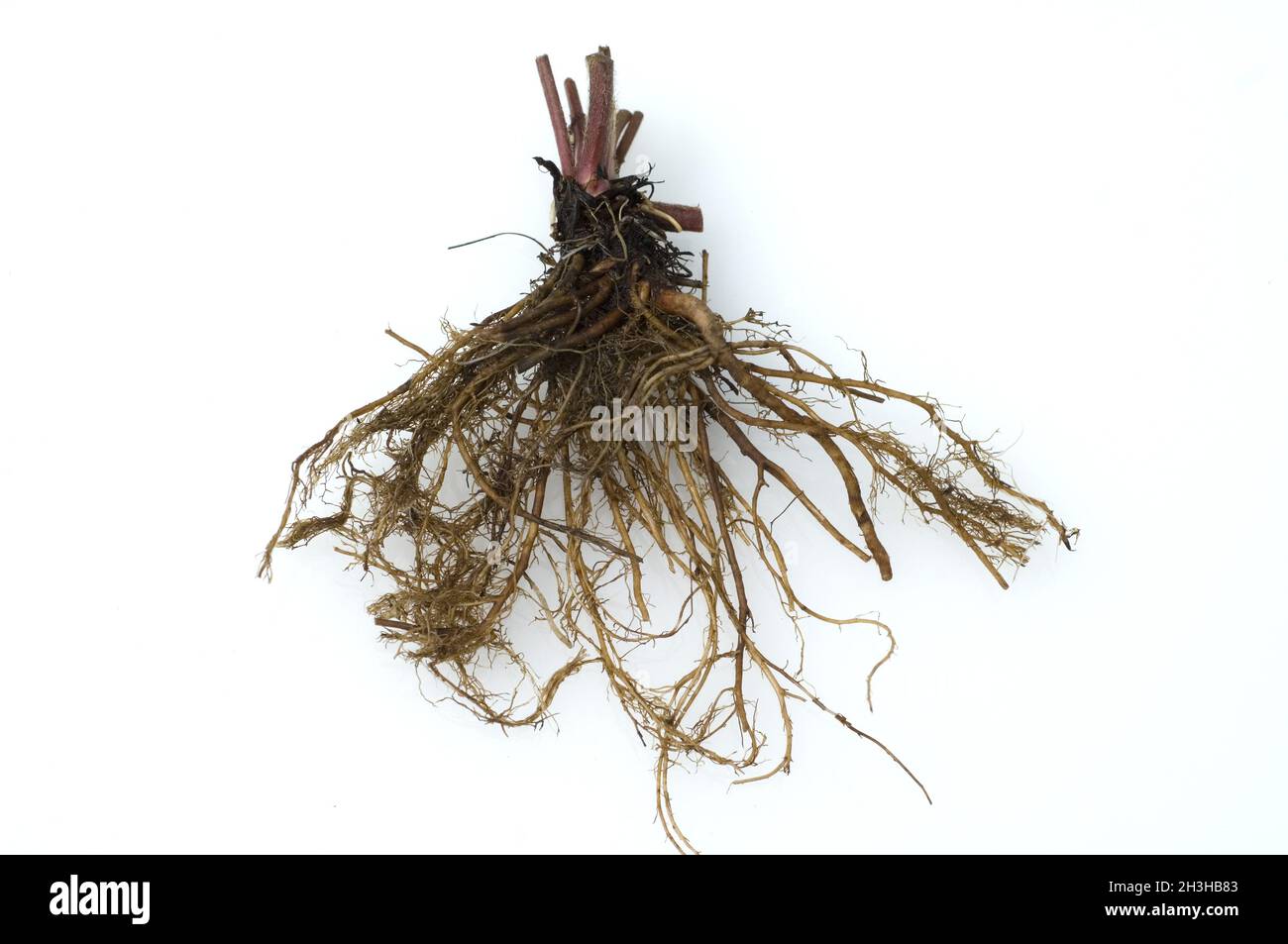 Clove root, root Stock Photo