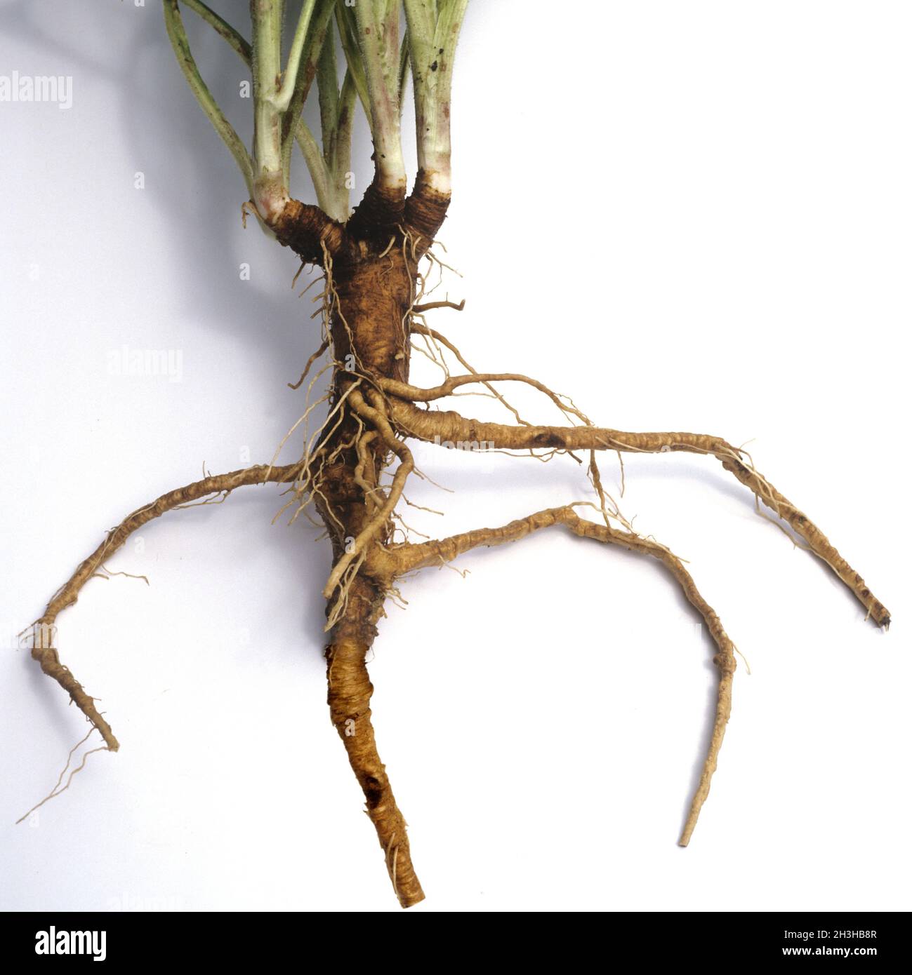 Pharmacists garden plant medicinal plants hi-res stock photography and ...