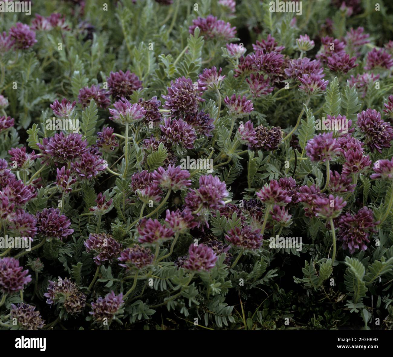 Mountain woundwort; Anthyllis montana; Stock Photo