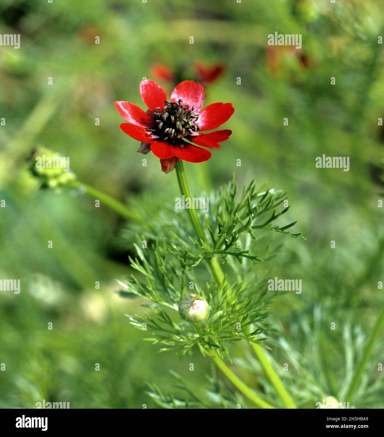 Adonis roeschen hi-res stock photography and images - Alamy