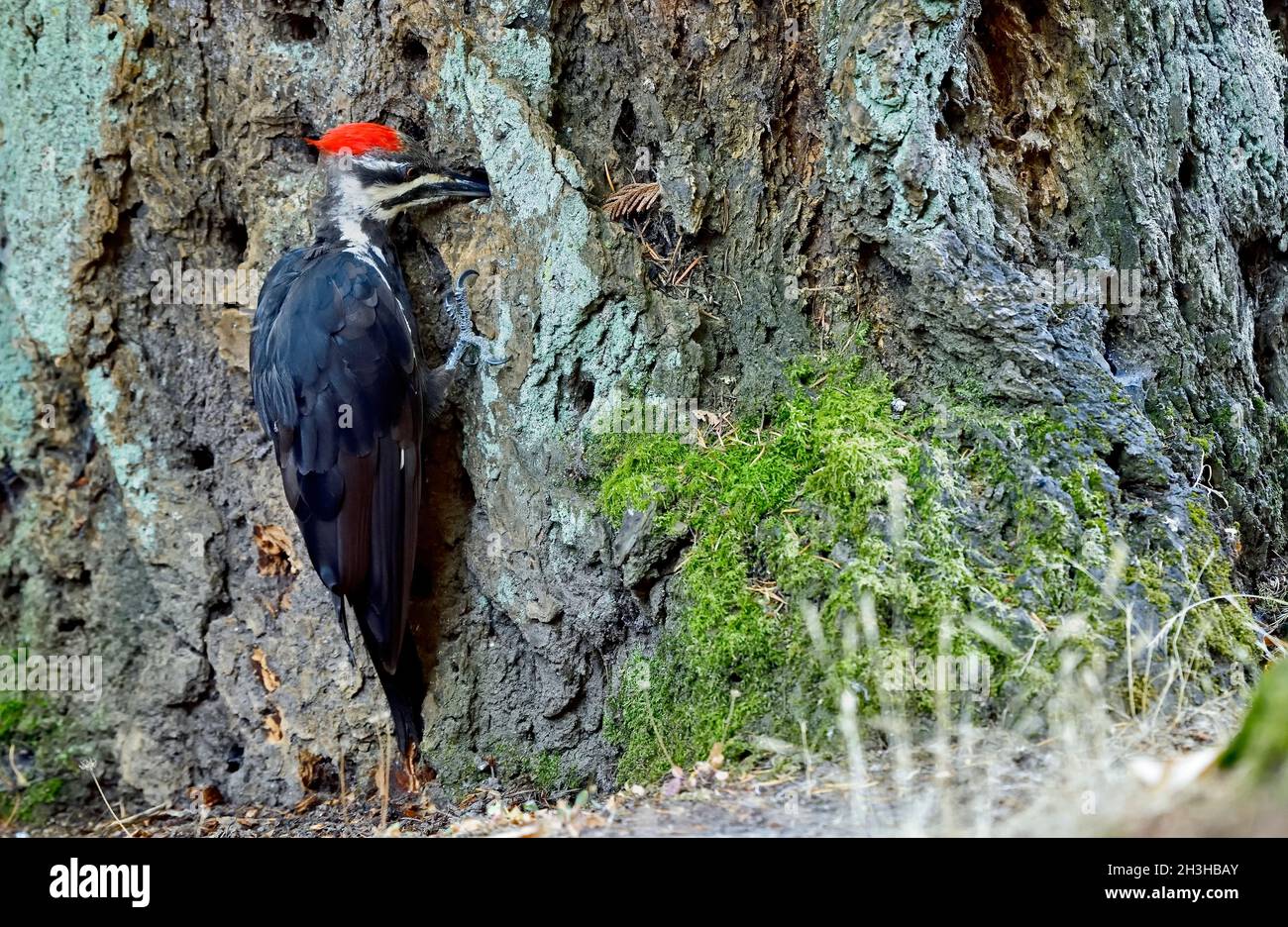 Migratory Bird Hunting High Resolution Stock Photography And Images Alamy