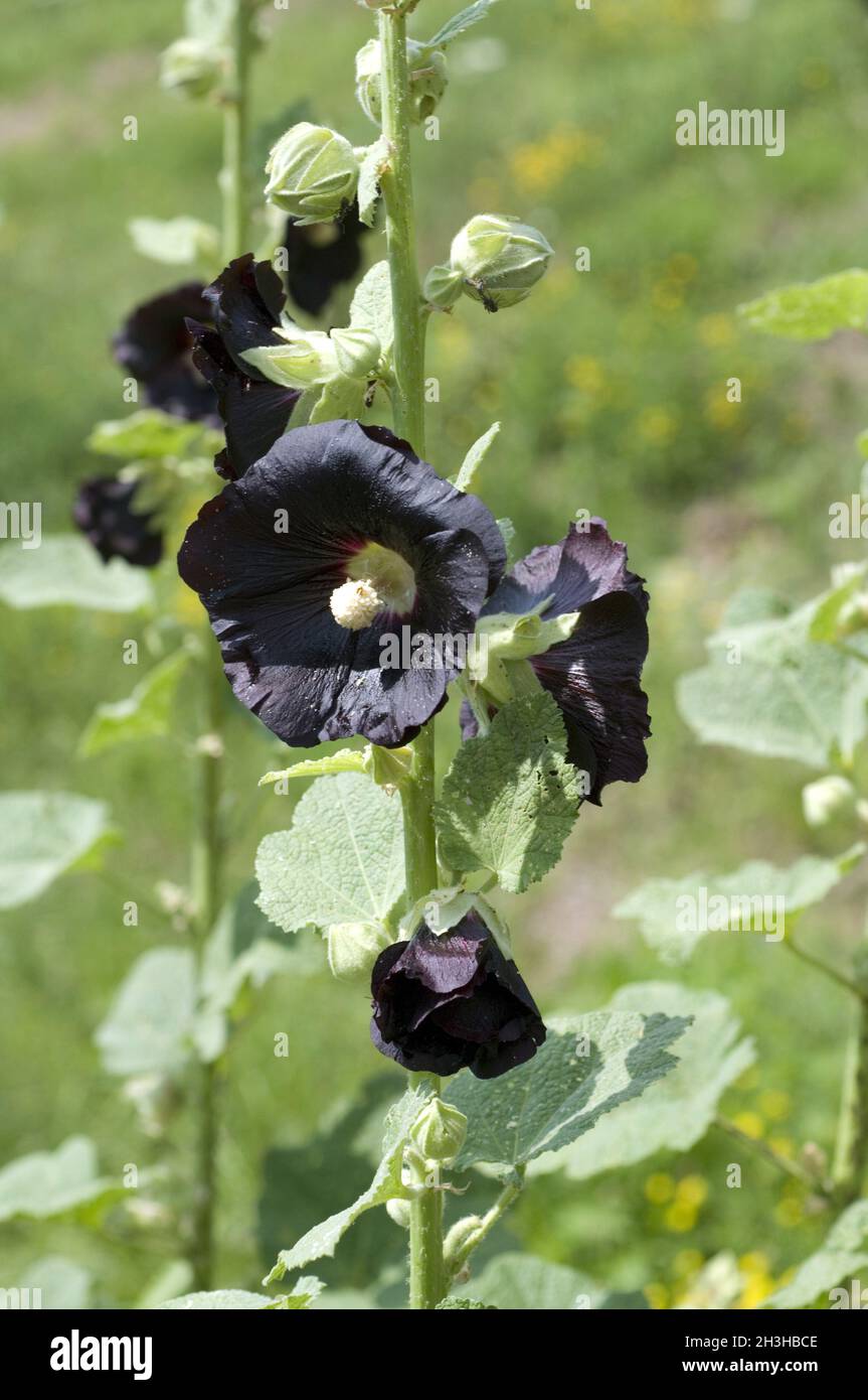 Black mallow; Malva nigra; hollyhock Stock Photo