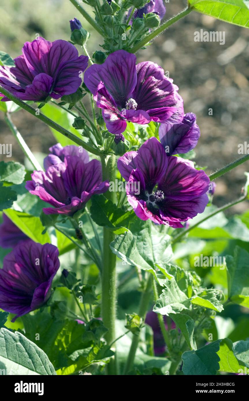 Mauritanian mallow, wild mallow, Malva sylvestris Stock Photo - Alamy