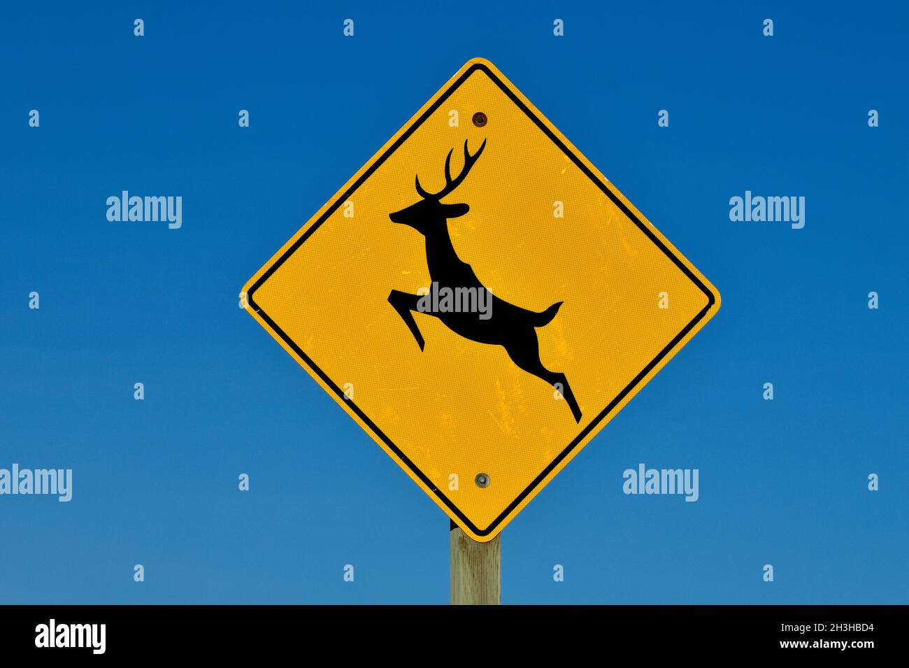 A yellow and black highway sign warning motorist that there may be wildlife crossing the road. Stock Photo