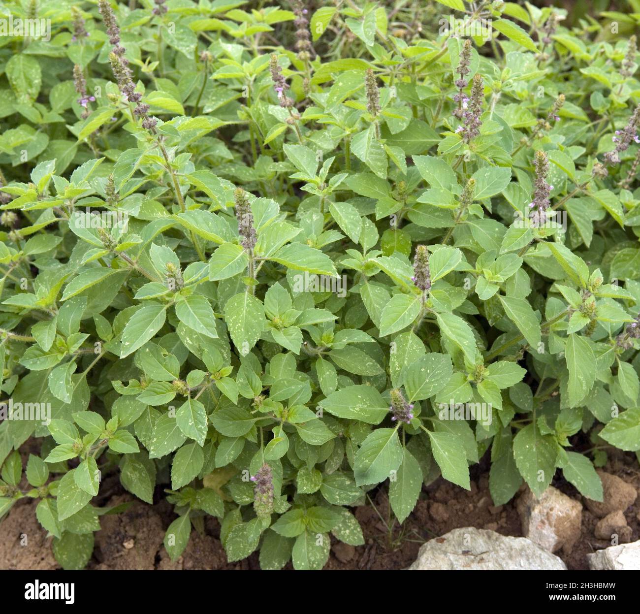 Camphor basil hi res stock photography and images Alamy