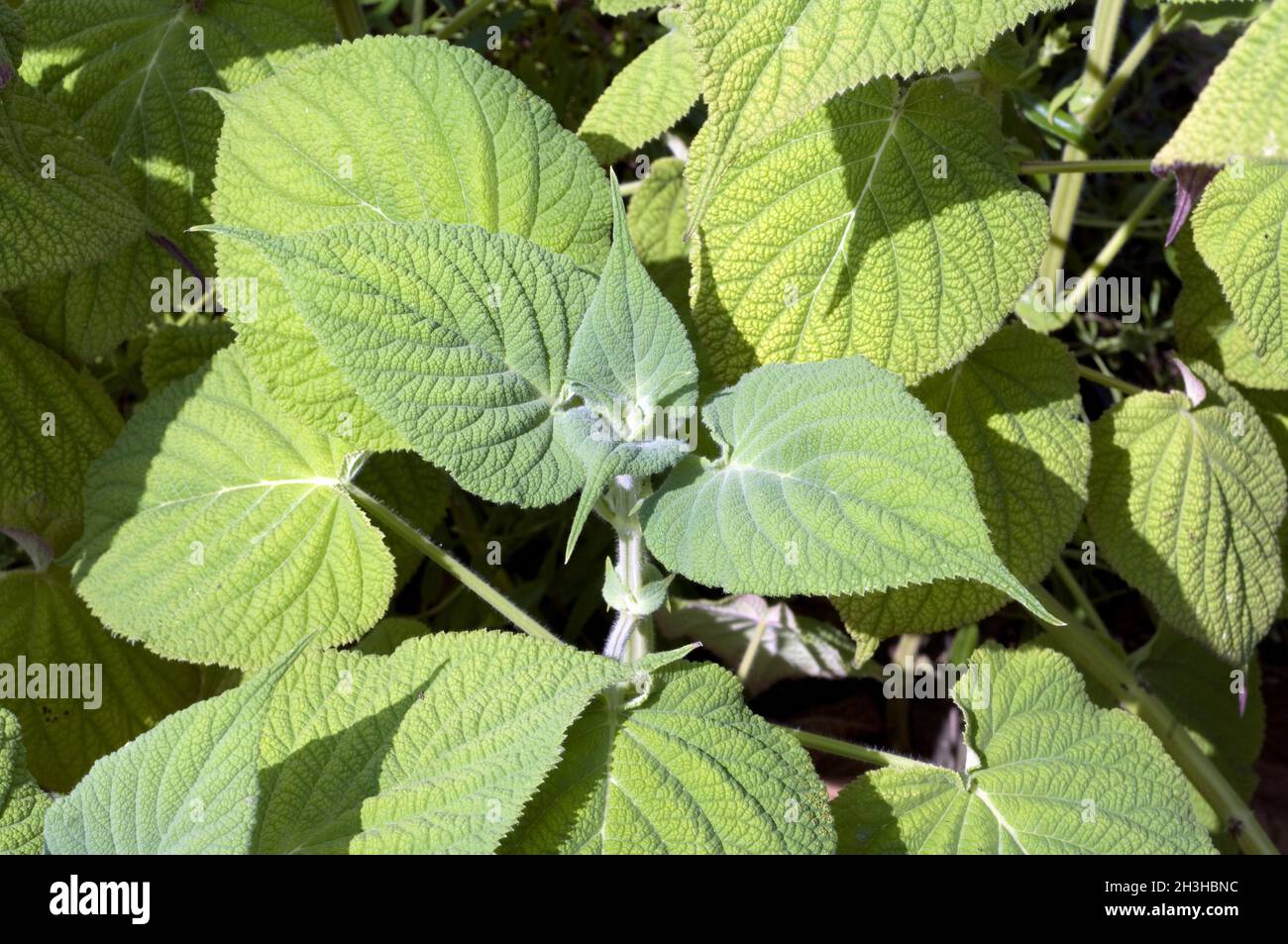 Salbei, Salvia gravida, Blatt Stock Photo