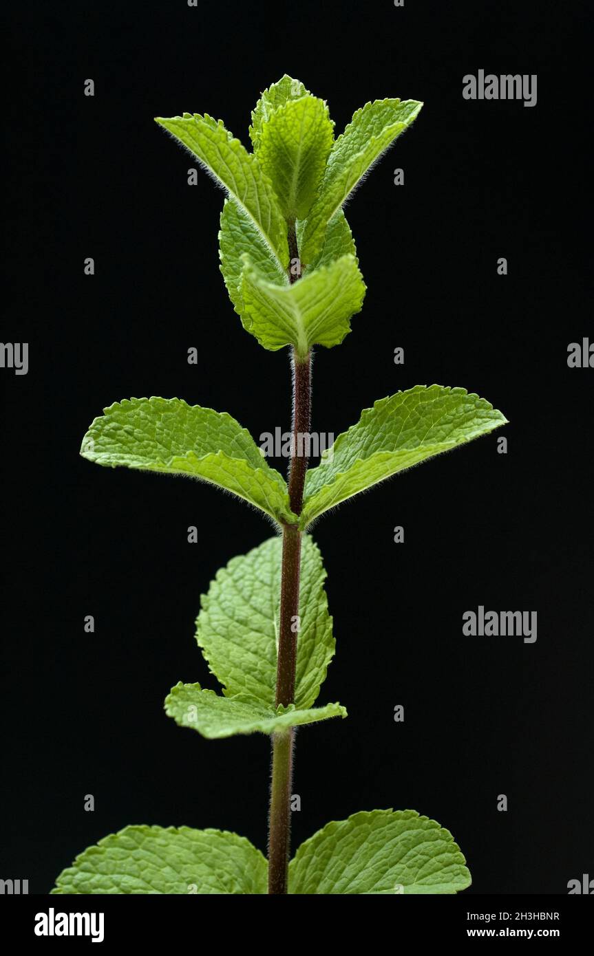 Spanish Mint, Mentha, Spanish Stock Photo Alamy