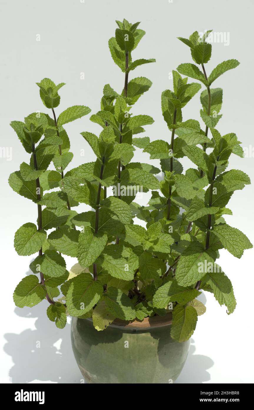 Spanish Mint, Spanish Stock Photo Alamy