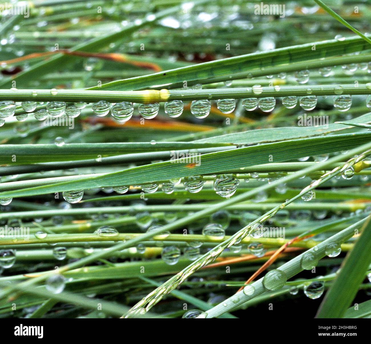 Dew on blade of grass Stock Photo Alamy