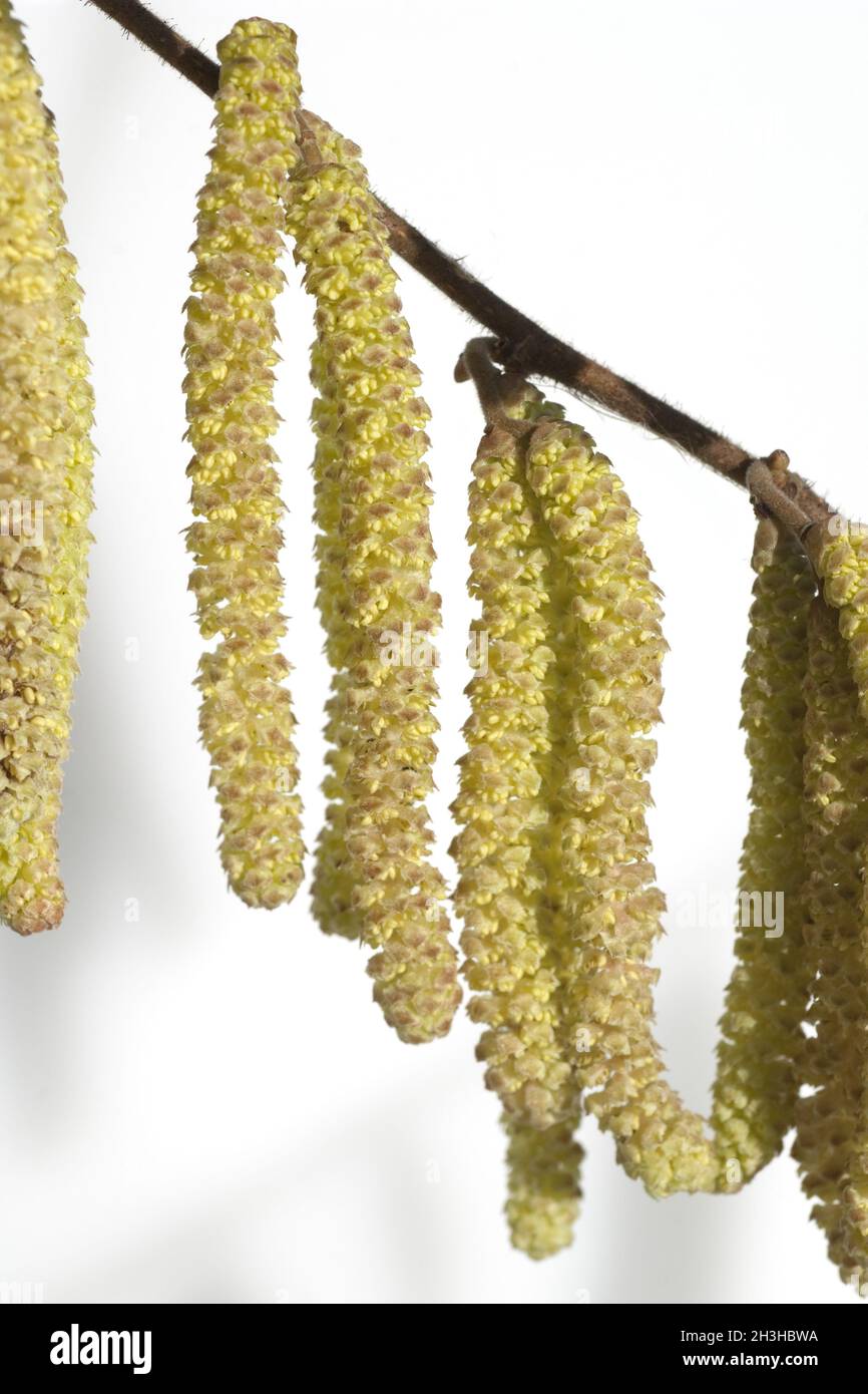 Hazelnut daisy, Corylus, avellana Stock Photo Alamy