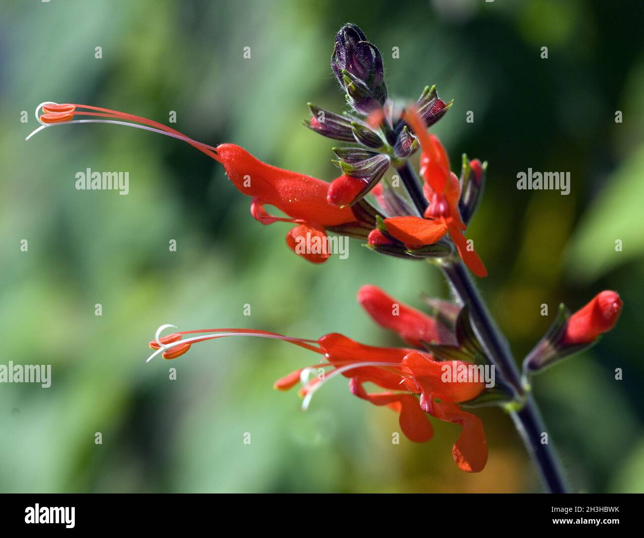 Salbei; Salvia praeclara Stock Photo