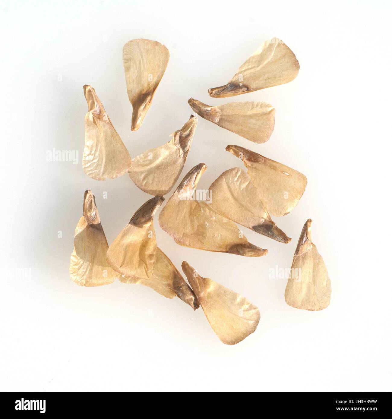 Seeds, Nobilis fir, noble fir, Abies, procera, Stock Photo