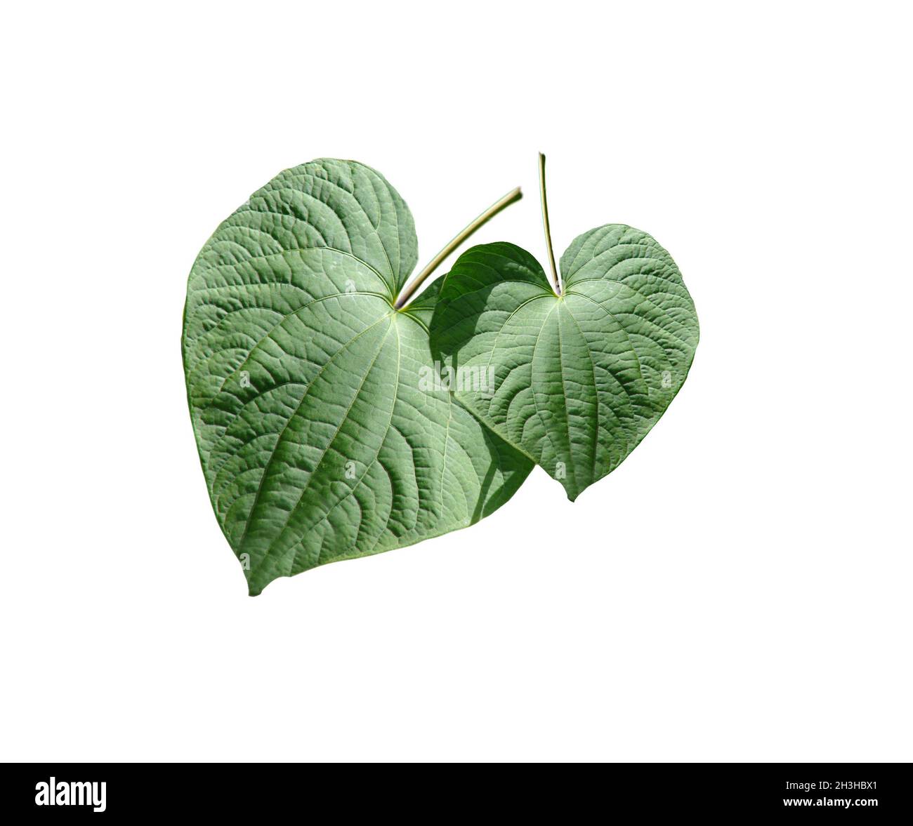 Kava Kava, Piper methysticum Stock Photo - Alamy