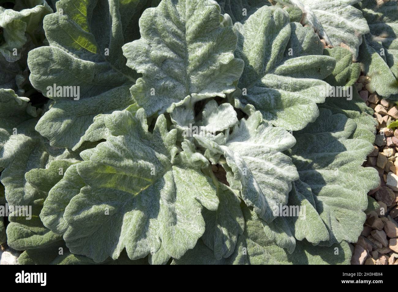 Silverleaf sage, Salvia argentea Stock Photo