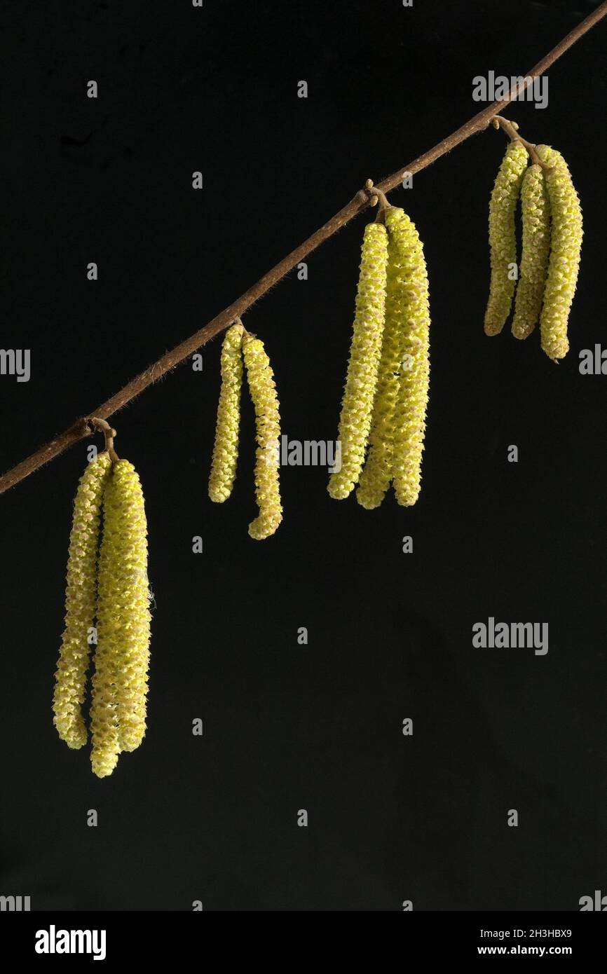 Hazelnut daisy, Corylus, avellana Stock Photo Alamy