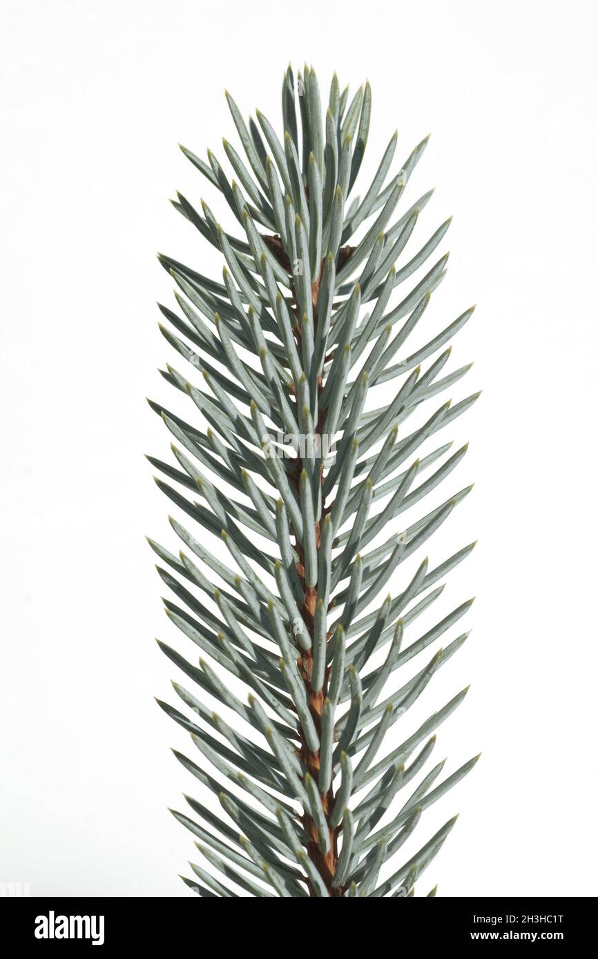 Blue spruce, spruce, picea, pungens, blue spruce Stock Photo Alamy