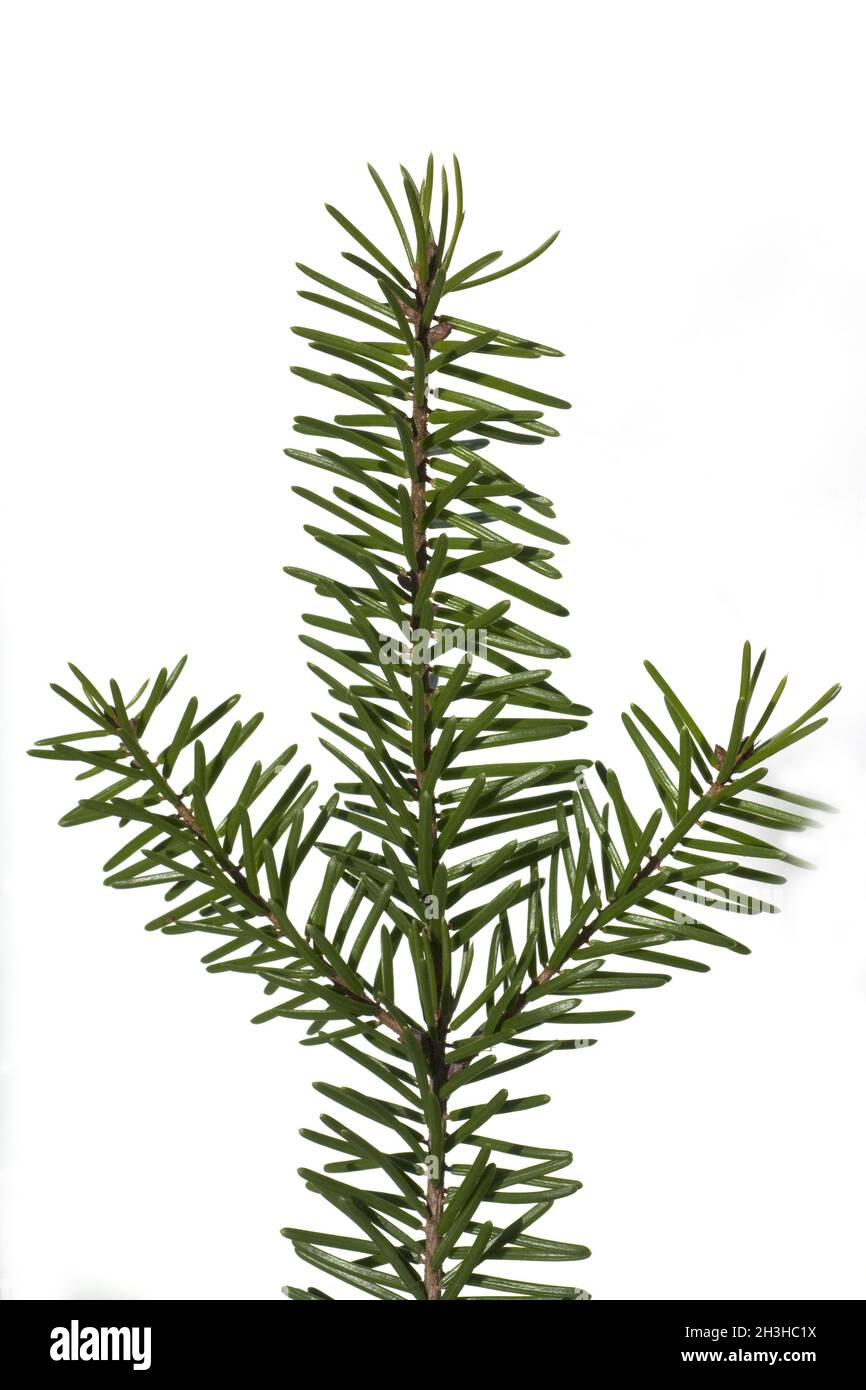 Douglas fir, Pseudotsuga, menziesii, Ast Stock Photo - Alamy