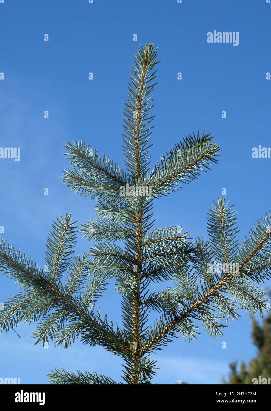Blue spruce, spruce, Picea, pungens, S Stock Photo