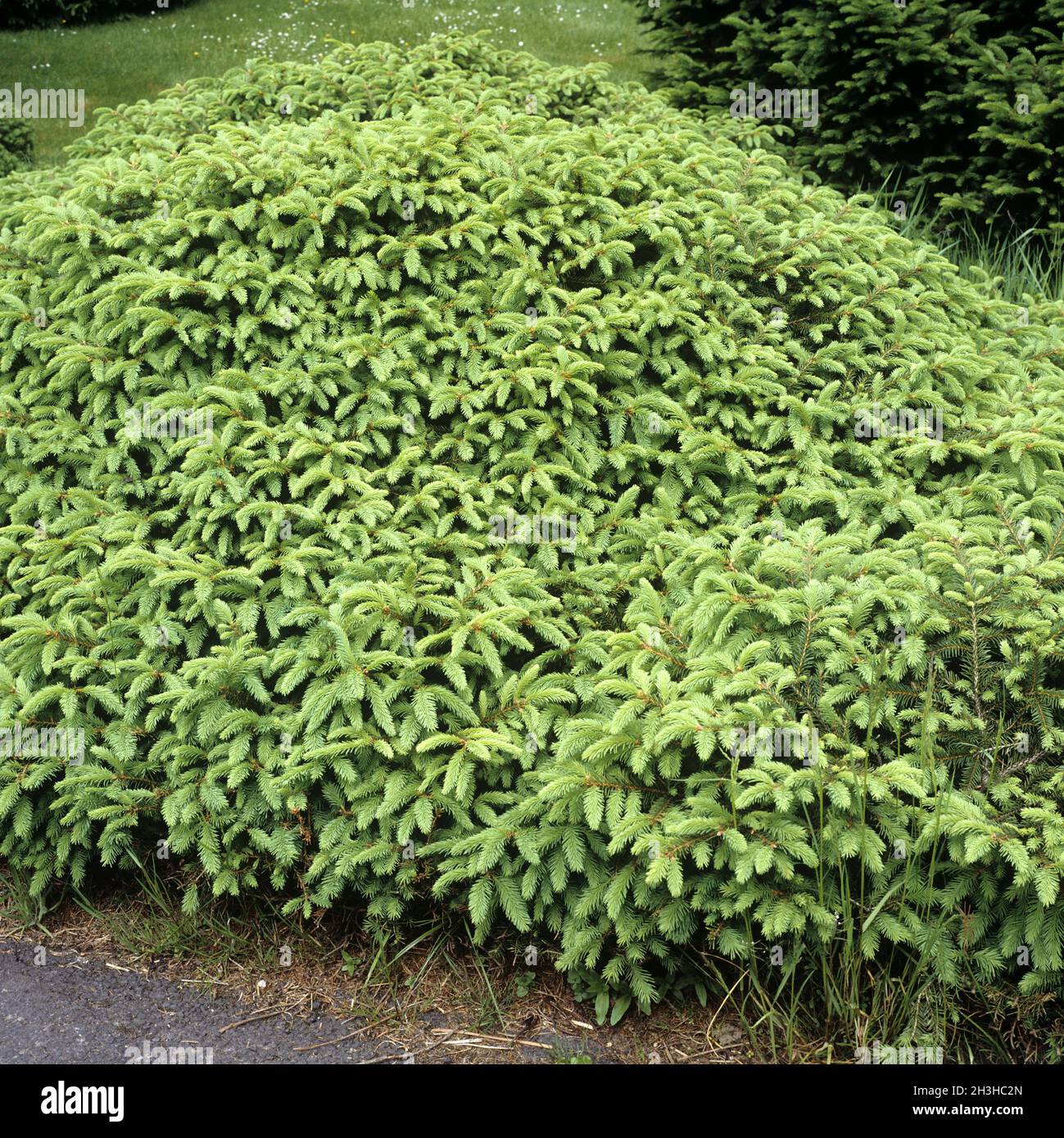 Spruce, Picea abies, Procumbens Stock Photo