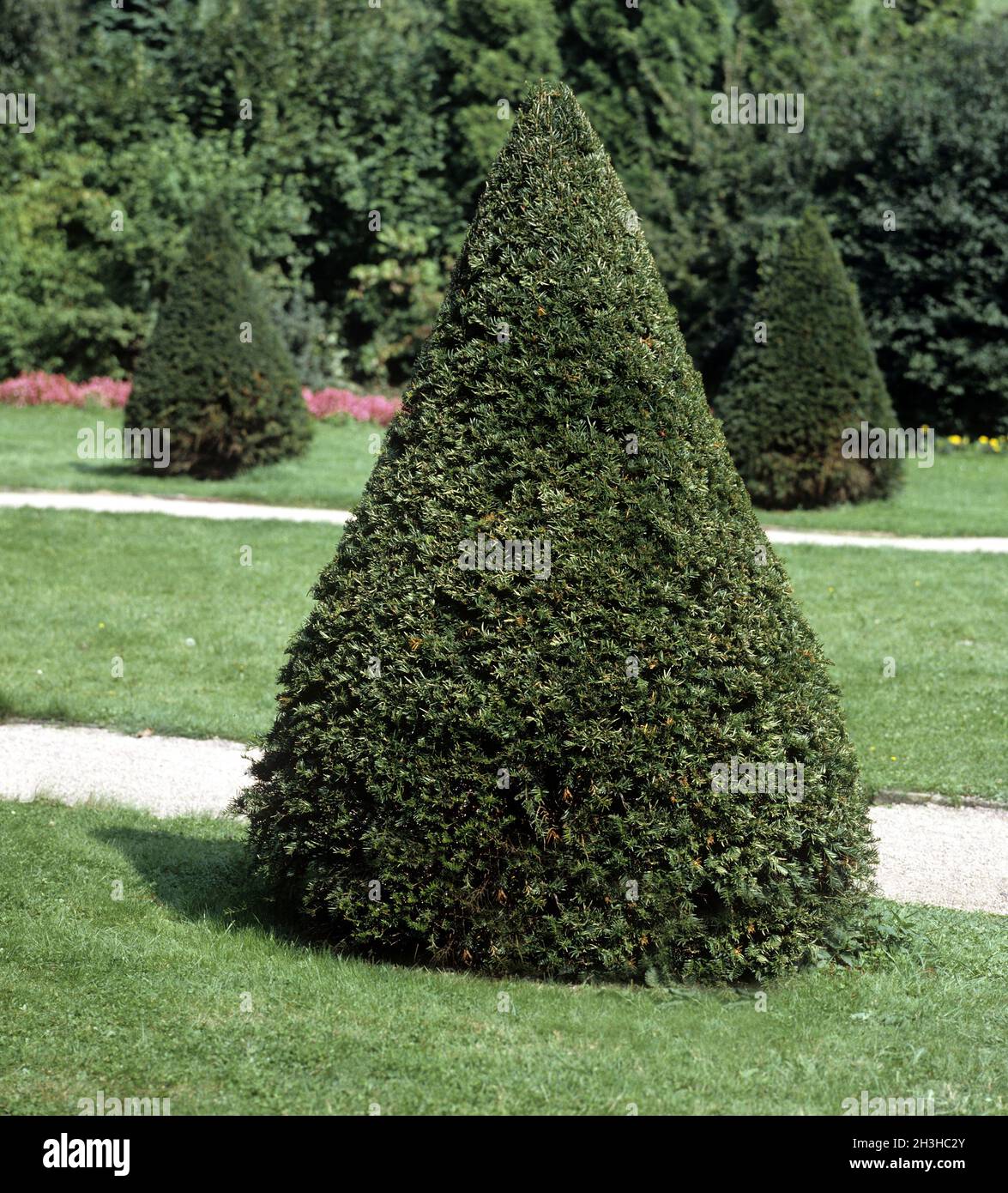 Topiary, yew, cone-shaped Stock Photo