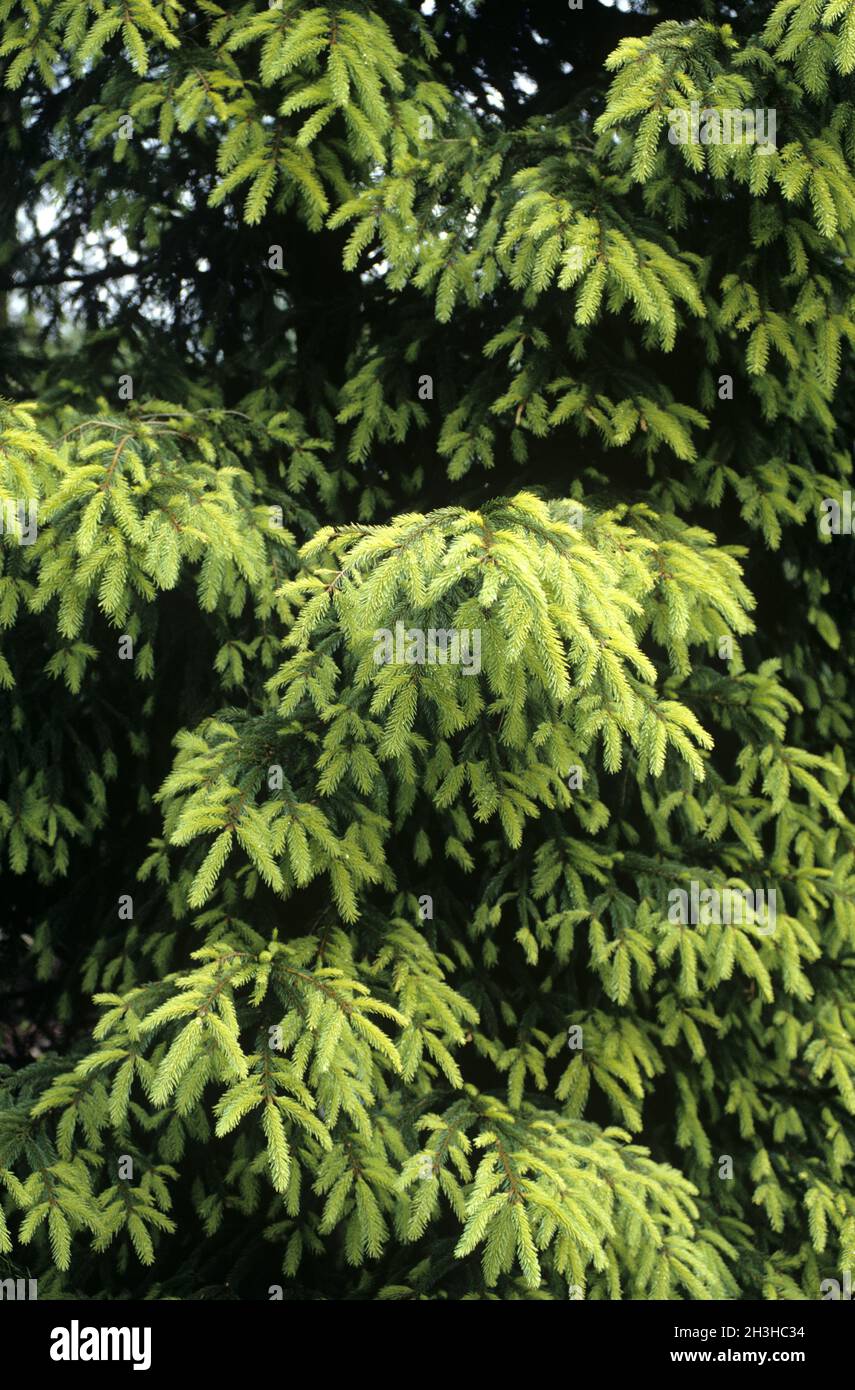 Spruce; Picea abies; Aurea Stock Photo