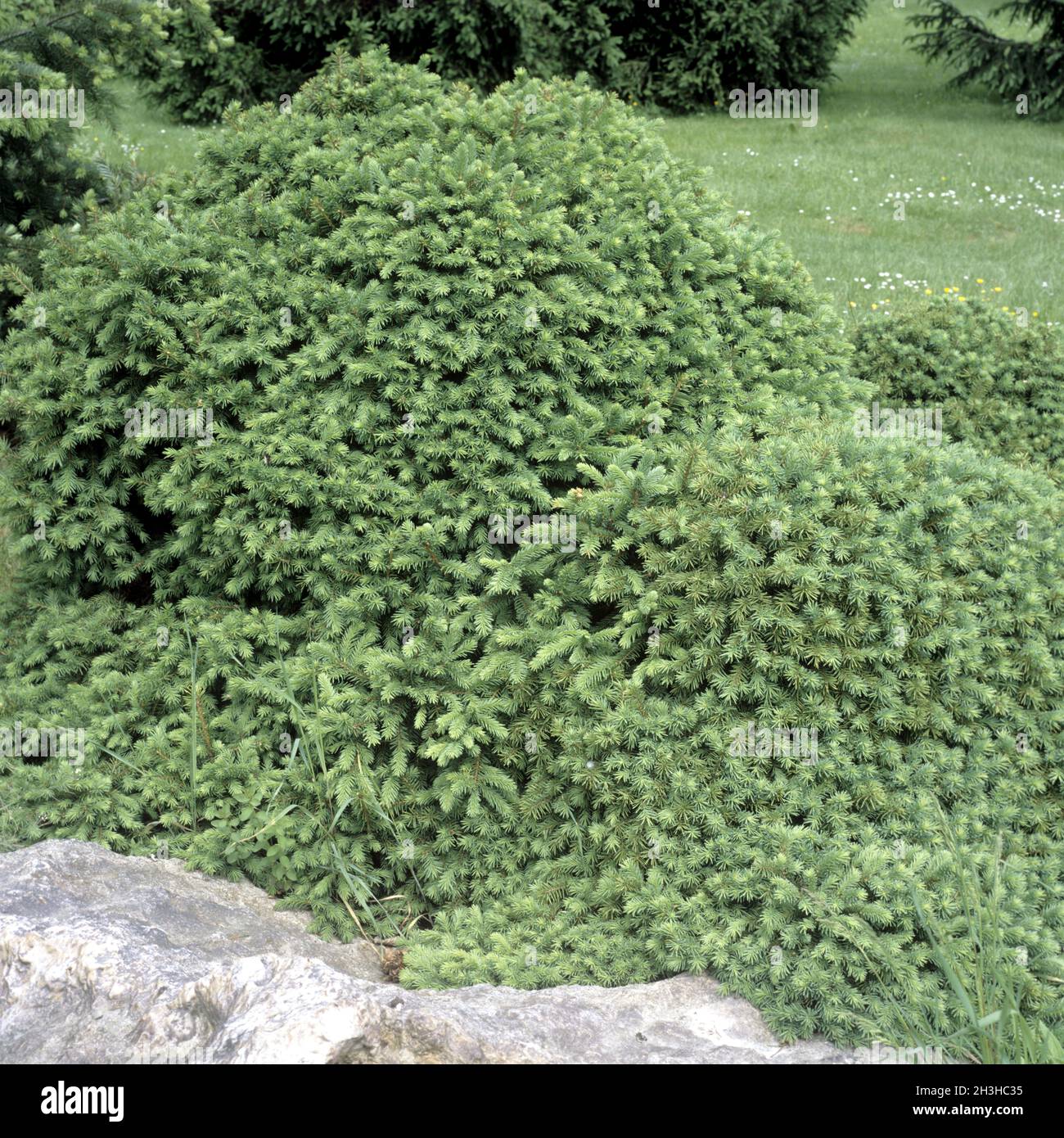 Fichte Hybrid, Picea, mariorika, Tree, Echiniformis Stock Photo