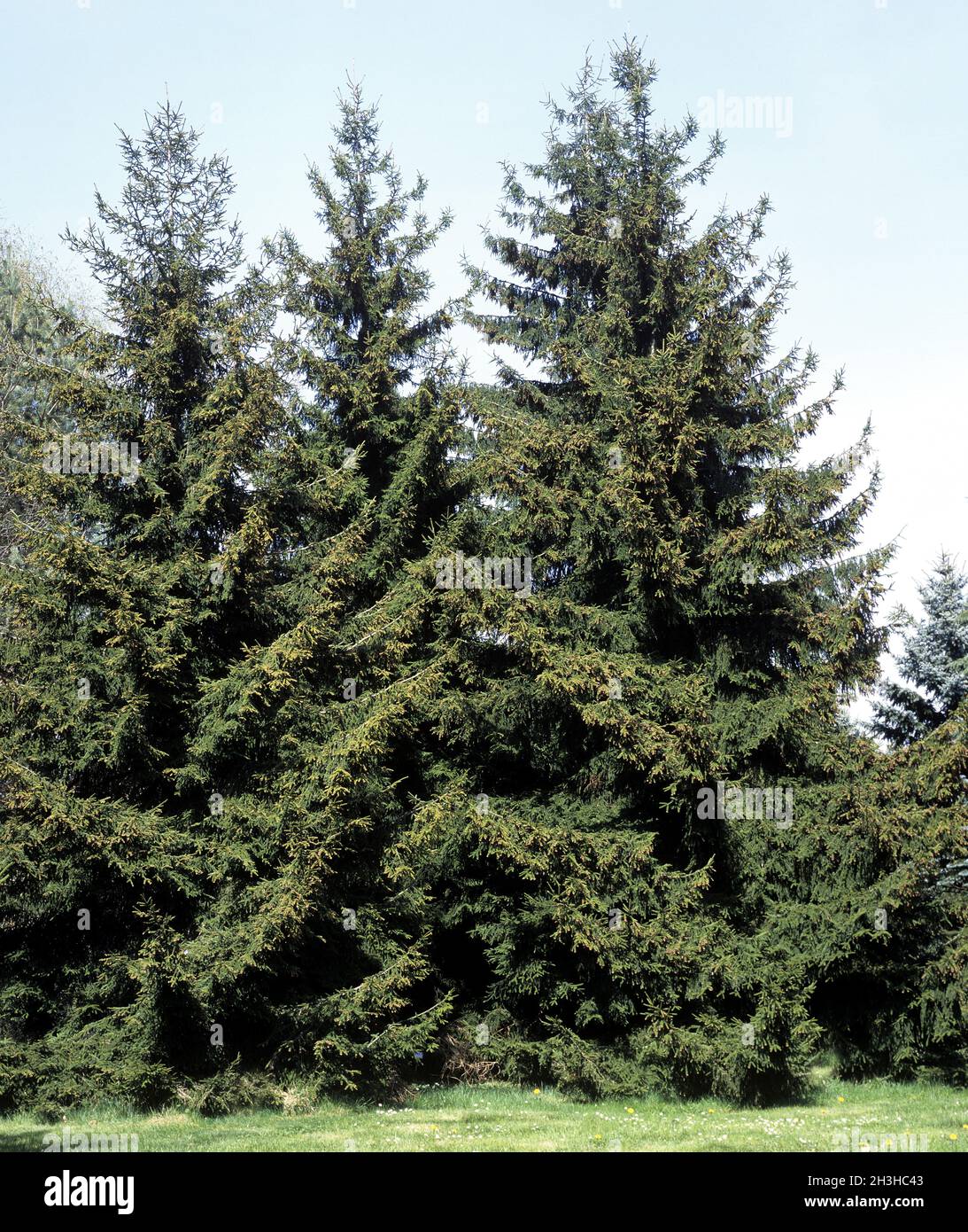 Spruce, Picea abies Stock Photo