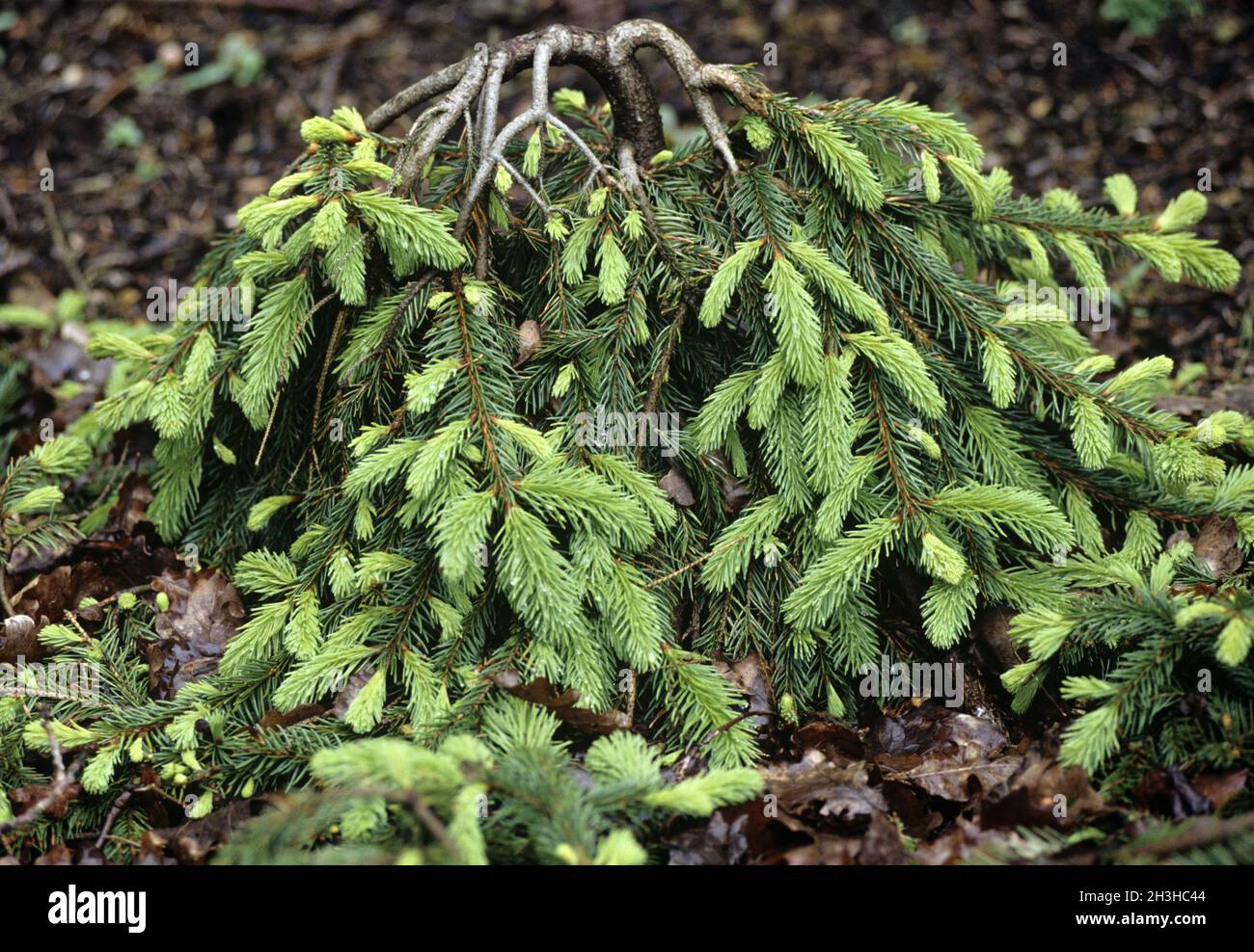 Norway spruce; Picea abies; Pendula Major Stock Photo
