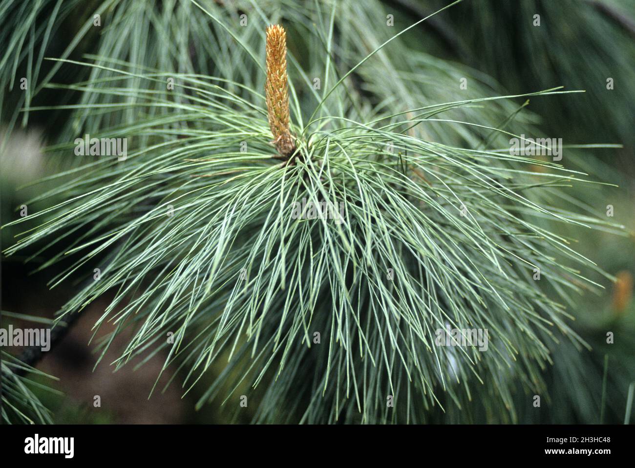 Yellow pine, Pinus ponderosa, Pendula Stock Photo