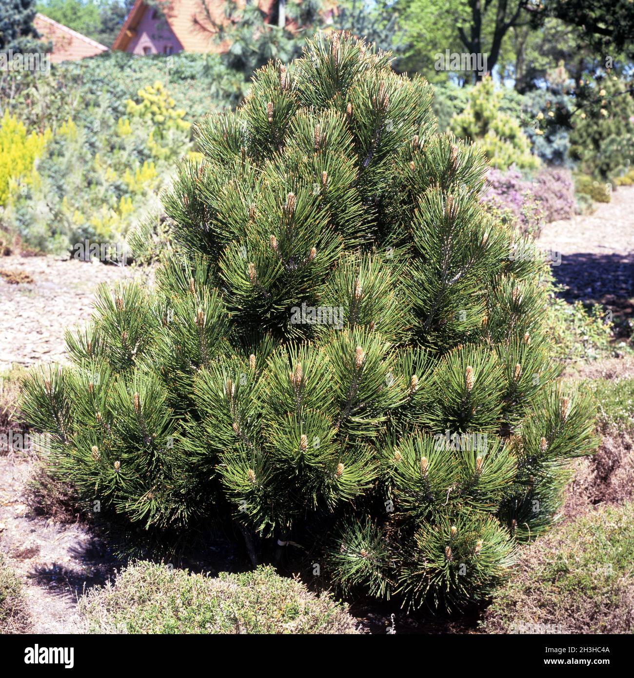 Snakeskin pine, Pinus leucodemis Stock Photo