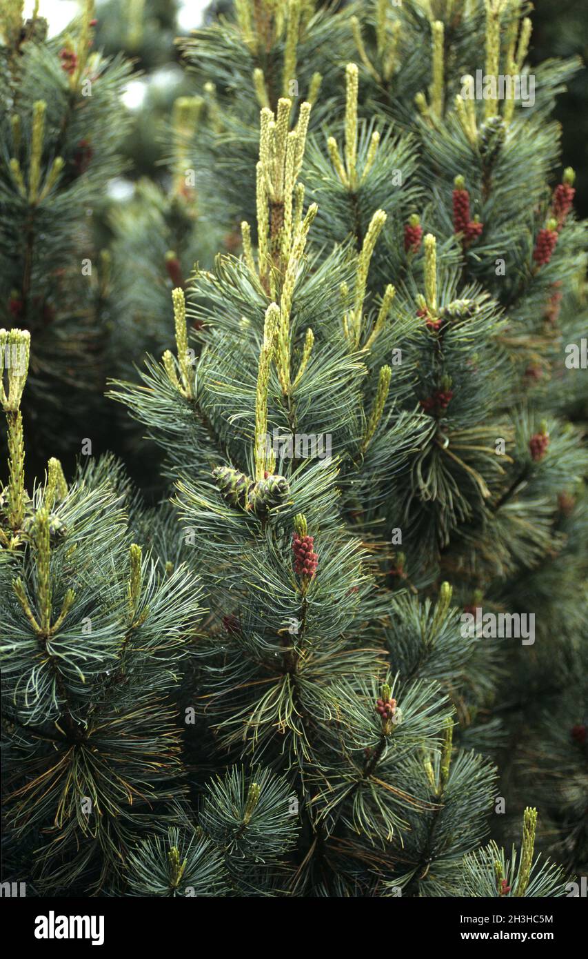 Narrow-growing chubby pine, Pinus pumila, Saentis Stock Photo