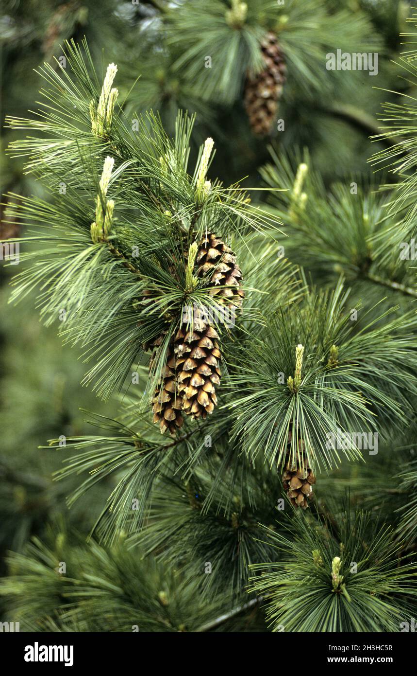 Pine, Pinus schwerinii, Barmstedt Stock Photo