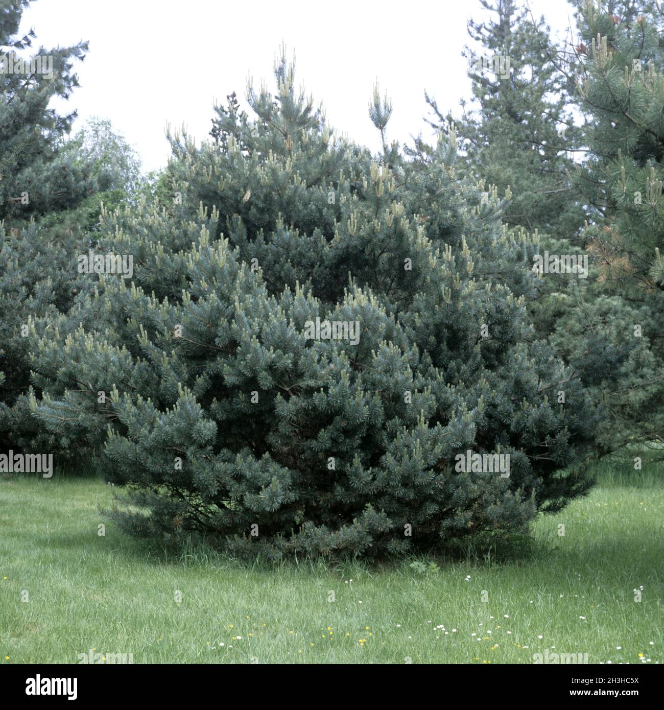 Pine, Pinus Stock Photo