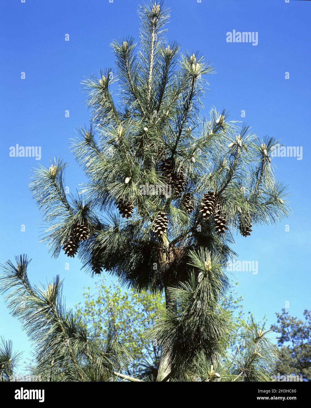 Schwerin pine ,Pinus schwerinii Stock Photo