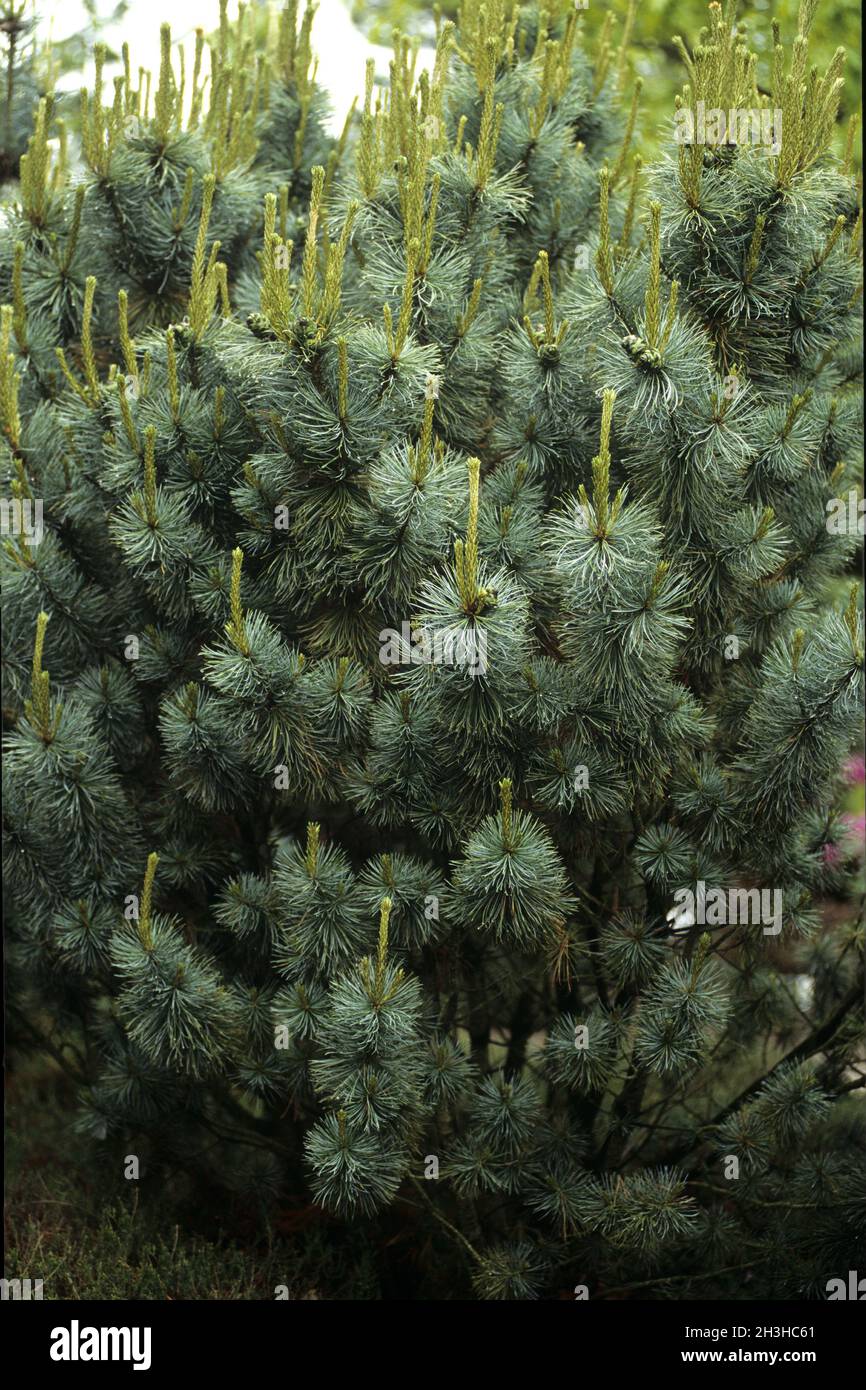 East Asian, Dwarf Pine, Pine, Pinus pumilla, Glauca Oosth Stock Photo