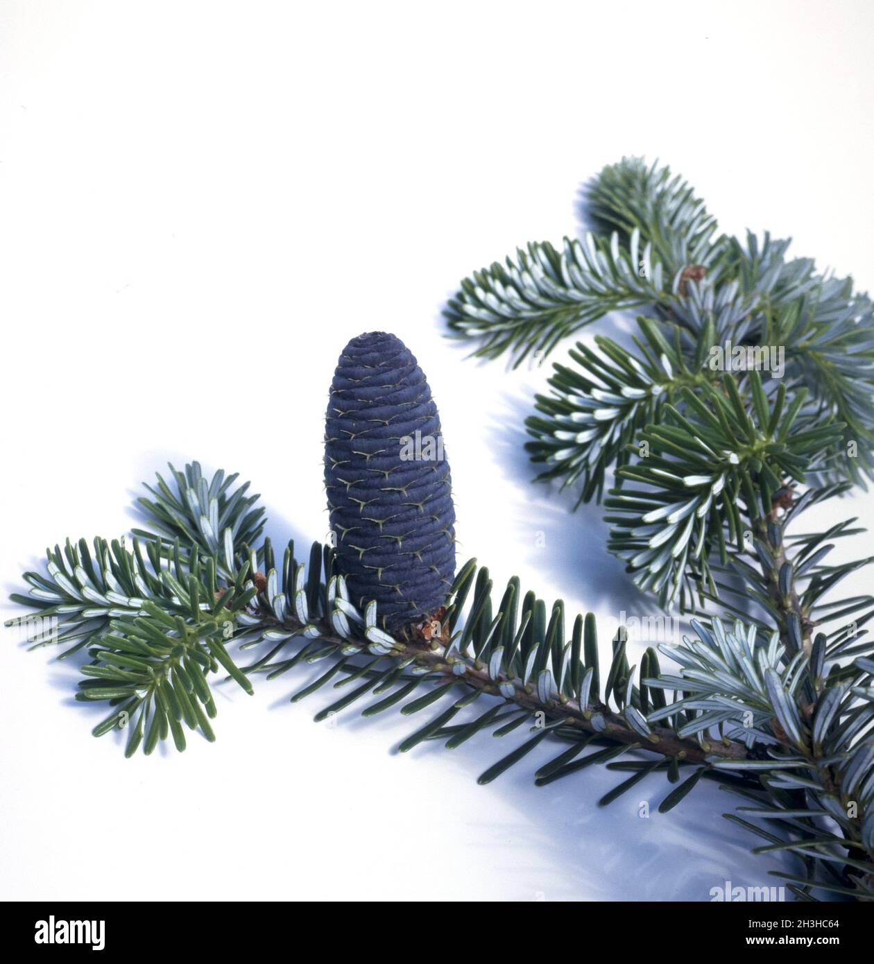 Korean fir, Fir, Abies koreana Stock Photo