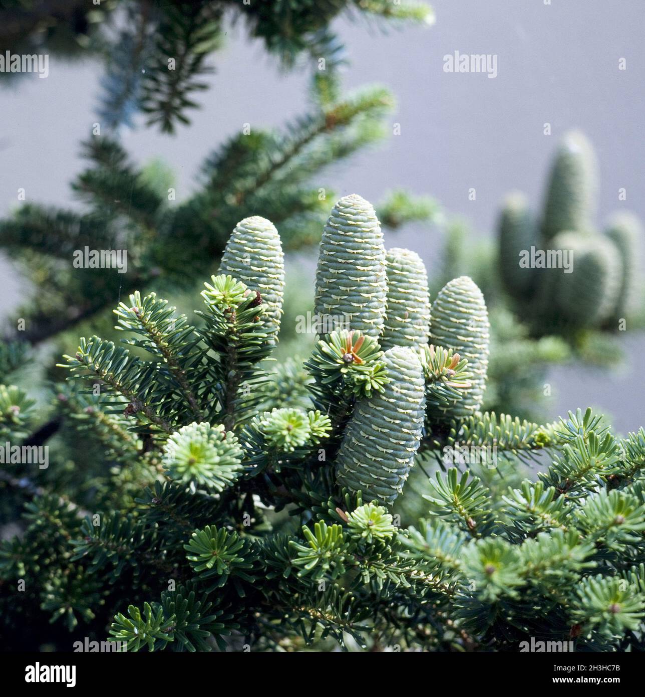 Korean fir; Fir; Abies koreana Stock Photo