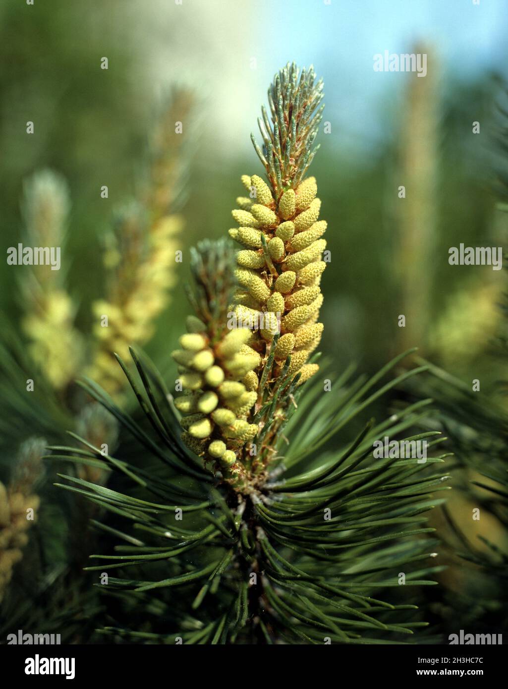 Mountain pine, pine, Pinus mugo Stock Photo