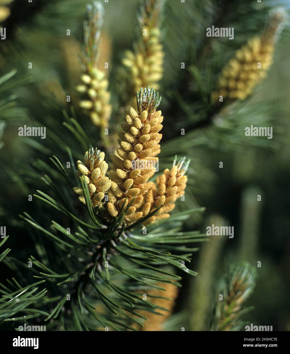 Mountain pine, pine, Pinus mugo Stock Photo