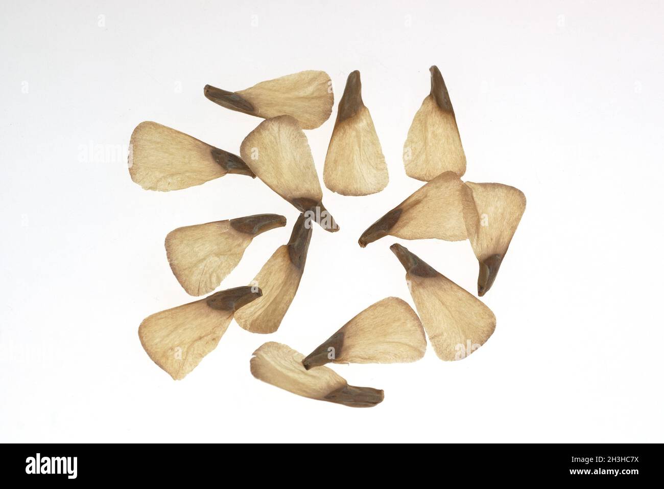 Seeds; nobilis fir; noble fir; abies; procera; Stock Photo