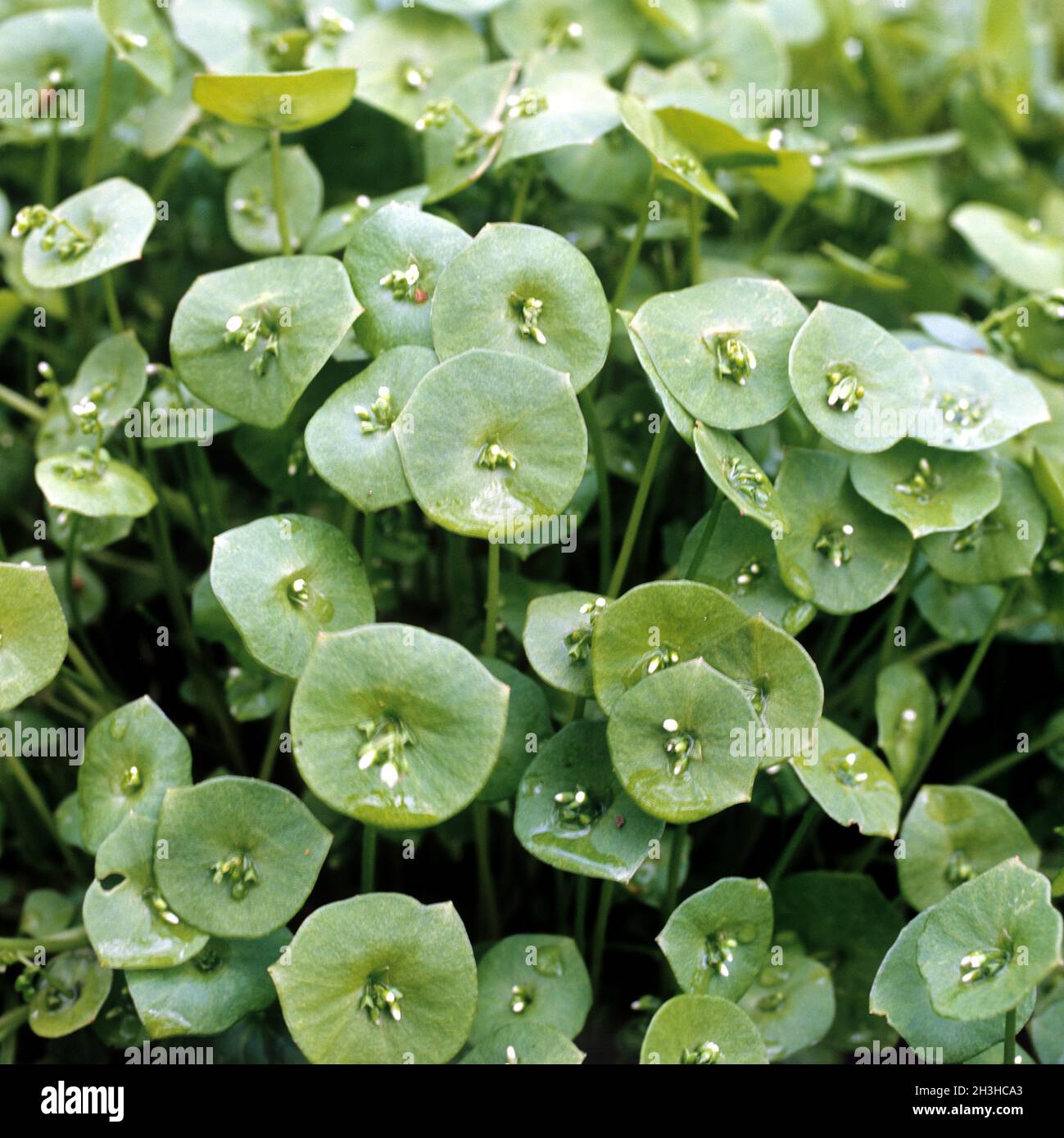 Winterportulak; Montia perfoliata; Stock Photo