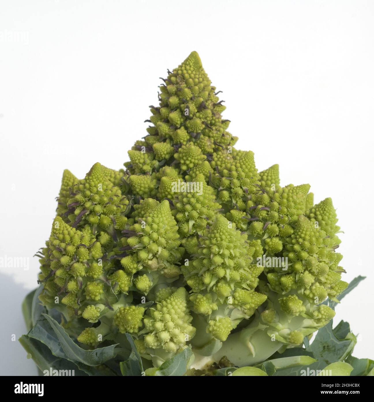 Cauliflower, Minaret, Brassica oleracea botrytis Stock Photo