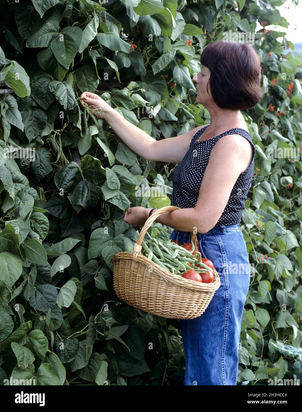 Harvest crops beans hi-res stock photography and images - Alamy