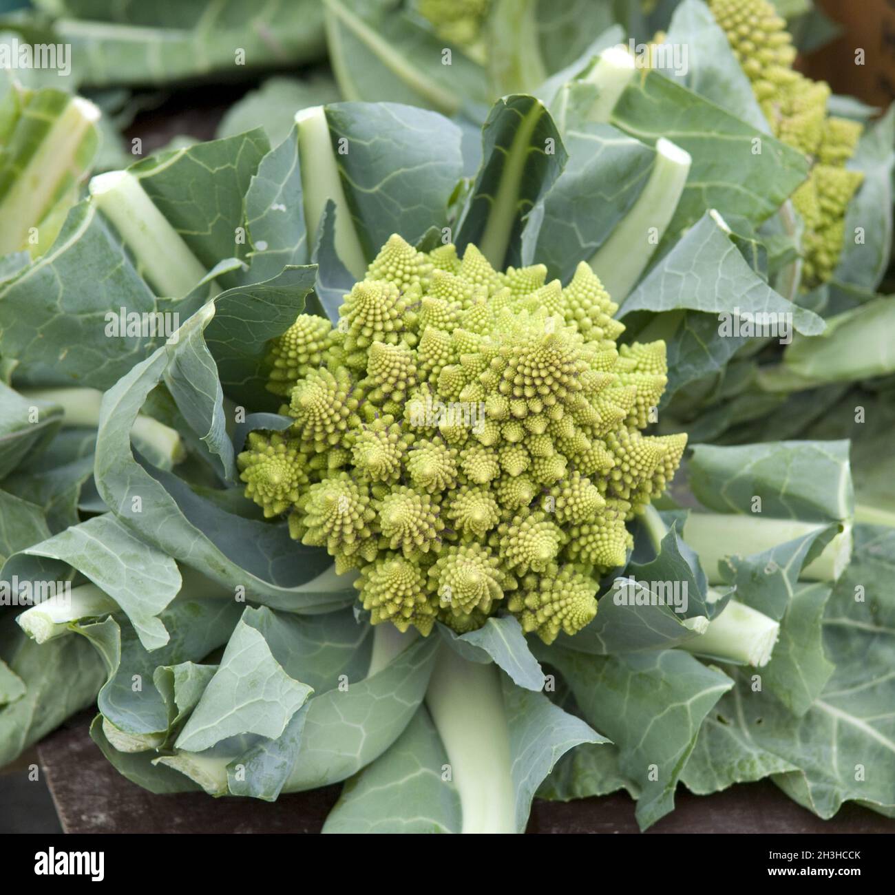 Minaret cabbage hi-res stock photography and images - Alamy